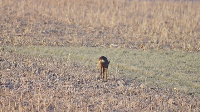 Adult Female Roe Deer Hind Grazing Feeding Frosty Winter Sunrise Meadow Germany Warm Sun, 4K Wildlife Footage One Animal Cold Nature Solo Portrait Solitary