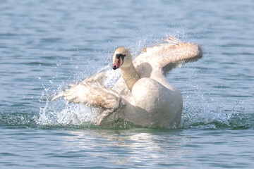 mute swan cygnus olor © 颂 郭