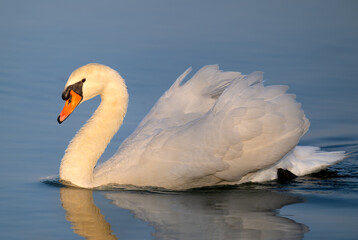 swan on the water © 颂 郭