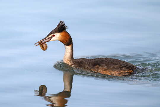 great crested grebe