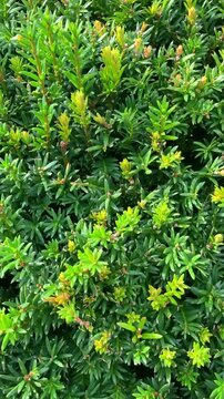 Green natural texture of coniferous plant, taxus media hilii