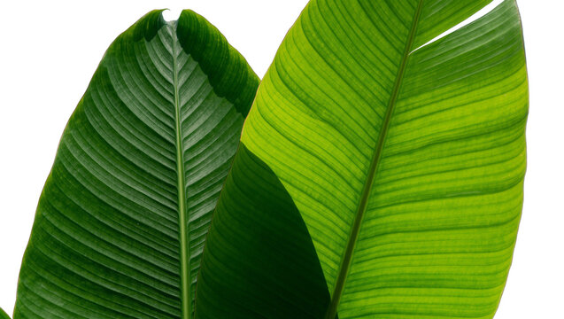 Two large green banana leaves with prominent veins, isolated on transparent background