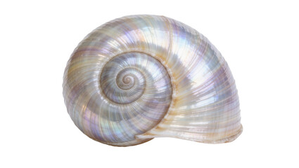 Iridescent spiral seashell with pearly sheen, isolated on transparent background © iPNG