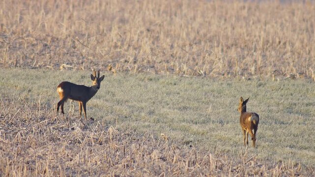 Roe Deer Group Adults Male Female Grazing Feeding Frosty Winter Sunrise Meadow Germany Warm Sun, 4K Wildlife Footage Many Animals Cold Nature Herd Foraging
