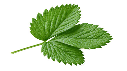 Three vibrant green strawberry leaves with serrated edges, isolated on transparent background © iPNG