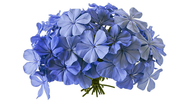 Bouquet of blue plumbago flowers, isolated on transparent background