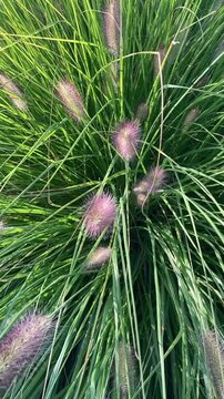 Beautiful gras plant texture background vertical view