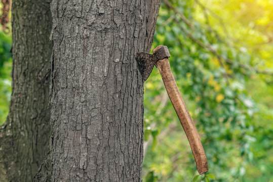 Axe embedded in bark of tree trunk against of green leaves; wooden handle. Texture of trunk visible.
