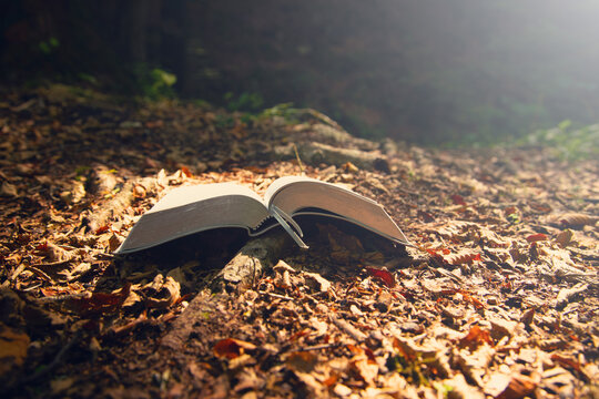 Beautiful book in the forest.