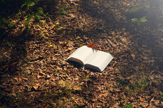 Beautiful book in the forest.