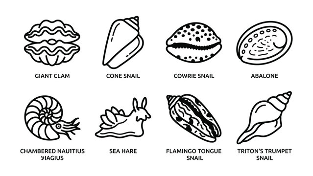 Seashell Illustration Collection: A collection of various seashell illustrations, including a giant clam, cone snail, cowrie snail, abalone, nautilus, sea hare, flamingo tongue snail.