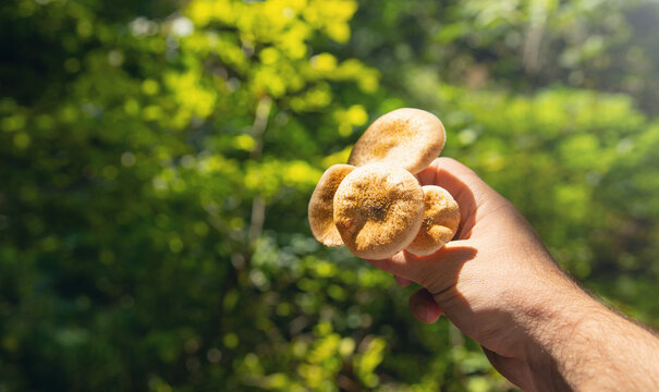 Male hand showing mushroom in the forest.
