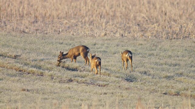 Roe Deer Group Adults Male Female Grazing Feeding Frosty Winter Sunrise Meadow Germany Warm Sun, 4K Wildlife Footage Many Animals Cold Nature Herd Foraging