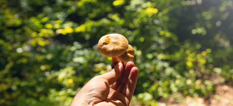 Male hand showing mushroom in the forest.