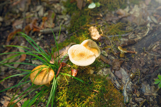 Mushroom in forest in the autumn time.