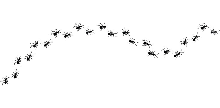 Line of black ants walking in a curved trail isolated on a white background
