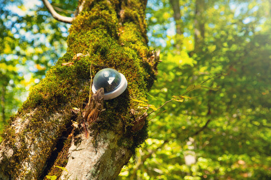 Security camera on tree in the forest.