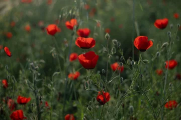 Red Poppy Flowers in the field in Warm Golden Light in Summer Meadow. © Elina Leonova