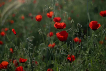 Red Poppy Flowers in the field in Warm Golden Light in Summer Meadow. © Elina Leonova