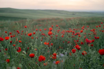 Close-Up Red Poppies in Golden Hour with Dreamy Artistic Bokeh, Cinematic Spring Nature. Vintage Helios lens. © Elina Leonova