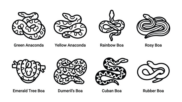 Collection of Boa Constrictor and Anaconda Snake Illustrations: A set of eight line art illustrations showcasing different species of boa constrictors and anacondas, each labeled with its name.
