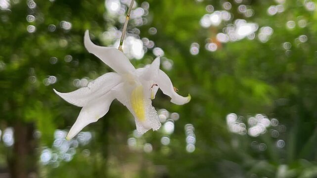 A close-up of the snow-white flower of the pigeon orchid (Dendrobium crumenatum) against a backdrop of green tropical vegetation with soft bokeh lighting. Thailand.
