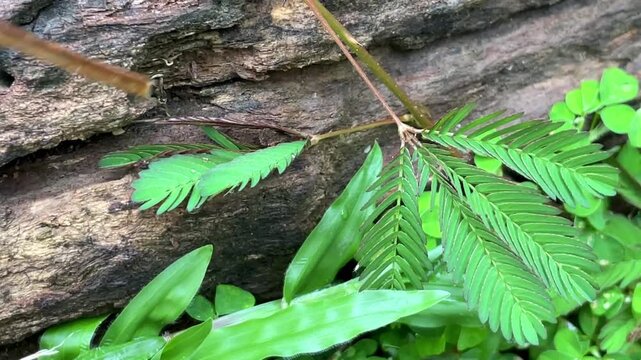 Mimosa pudica amidst tropical vegetation: the plant folds its leaves when touched with a stick. A clear demonstration of the plant's sensitive movement.