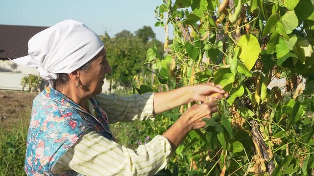 An elderly woman harvests ripe beans in the garden on a sunny day. Grandmother working in country backyard gathering organic homegrown vegetables 