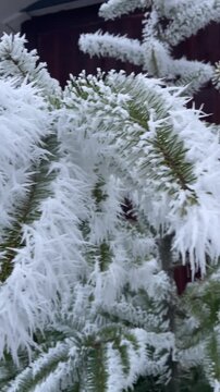 Frost covered pine needles macro closeup in winter garden with delicate ice crystals, soft blue light, and calm outdoor scenery with evergreen green texture detail