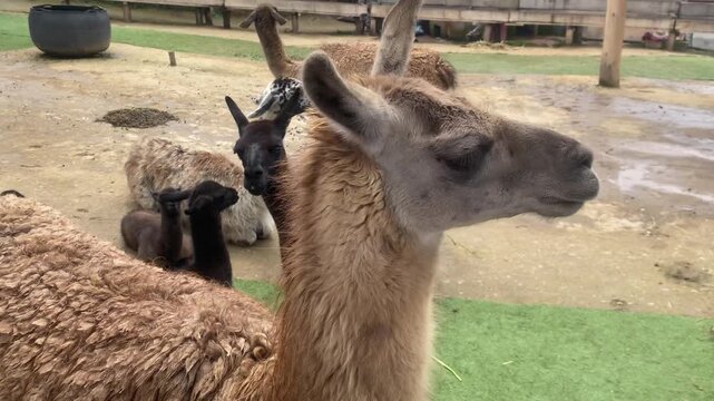 Different types of llamas on a farm, Cusco, Cusco, Peru