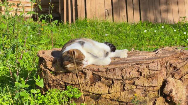 A tabby and white cat lies stretched on a wooden tree stump, licking its paw to groom itself in a sunny backyard surrounded by green grass and plants.