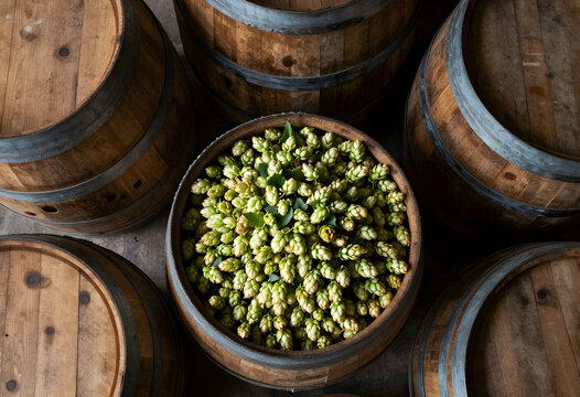 Craft beer brewing and artisanal production, fresh green hop cones inside wooden barrels for fermentation and flavor infusion in a traditional brewery