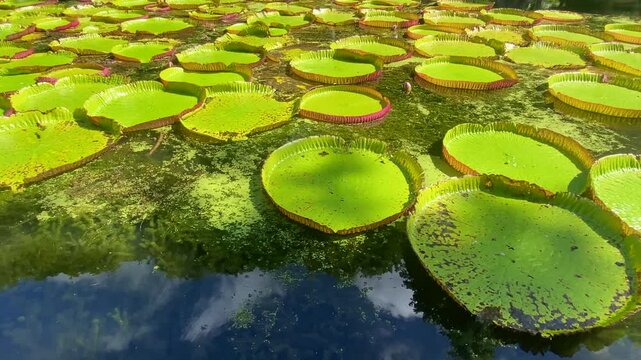 Victoria amazonica in Sir Seewoosagur Ramgoolam Botanic Garden, Port Louis, Port Louis District, Mauritius
