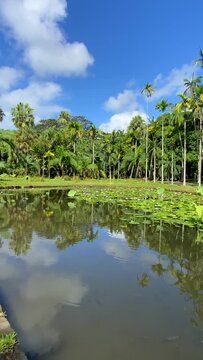Victoria amazonica in Sir Seewoosagur Ramgoolam Botanic Garden, Port Louis, Port Louis District, Mauritius