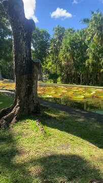 Victoria amazonica in Sir Seewoosagur Ramgoolam Botanic Garden, Port Louis, Port Louis District, Mauritius