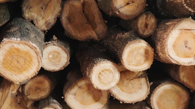 Close-up view of stacked teak logs piled together, revealing the cut cross sections with natural wood grain and growth rings, representing timber and forestry industry.	