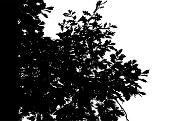 Fototapeta premium Vector. Illustration of an oak branch. Black and white silhouette.