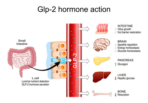 GLP-2 action mechanism. Enteroendocrine L-Cell GLP-2 secretion. Obesity treatment. Gut and Brain Axis.