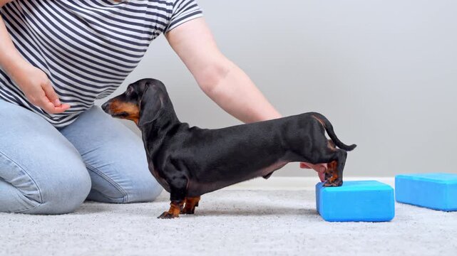 A black and tan dachshund dog places its front paws on blue yoga blocks while a woman kneels beside it guiding the exercise on a carpeted floor at home.