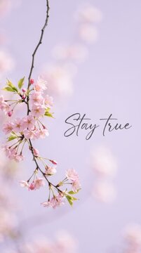 Stay true pink cherry blossom branch soft focus natural backdrop photography