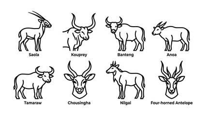 Fototapeta premium An Illustrated Collection of Bovine and Antelope Species: A visually striking illustration presents a diverse array of wild ungulates, including a Saola, Kouprey, Banteng, Anoa, Tamaraw, Chousingha.