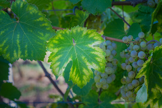 Riesling Grape Leaf with Depletion of Chlorophyll