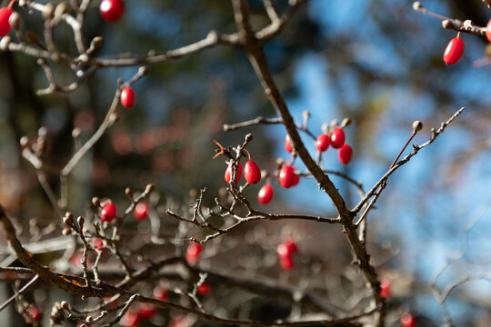 Close up of red cornus officinalis berries ripening on tree branch under clear blue sky in winter nature background