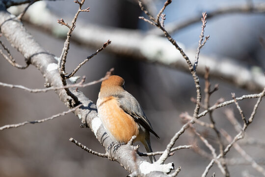Close up of female bull headed shrike perched on branch under sunlight in winter nature background