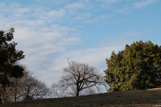Panorama view of trees and grassy hill under clear blue sky in Nara Japan autumn landscape background