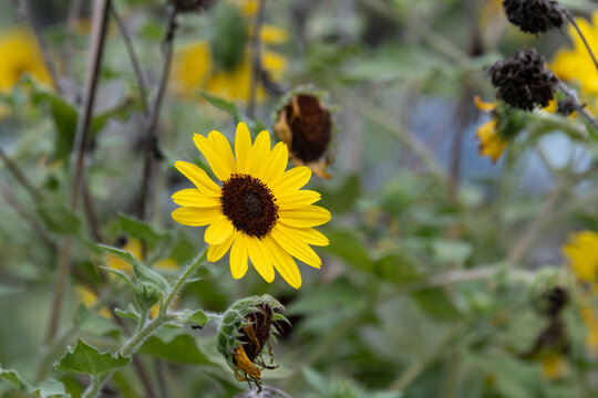 Close up of yellow sunflower blooming in autumn garden with natural bokeh background