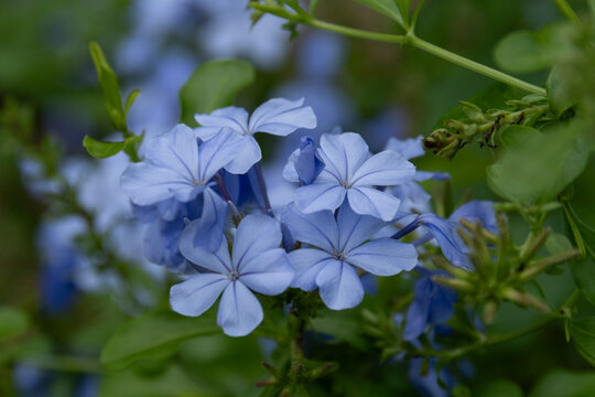 Close up of light blue plumbago flowers blooming in autumn garden background with soft bokeh