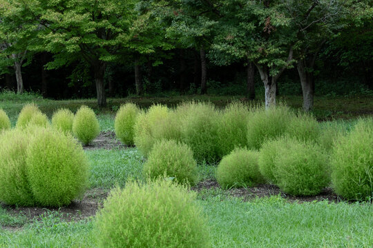 Green kochia scoparia plants growing in field with forest background in autumn park Nara Japan