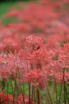 Field of vivid red spider lily flowers blooming in autumn garden nature background