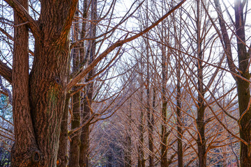 Fototapeta premium Metasequoia tree lane in winter Nami Island